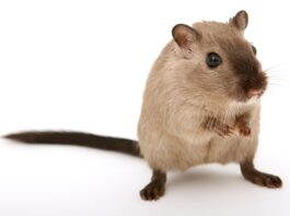 Czego nie lubią myszy i szczury?